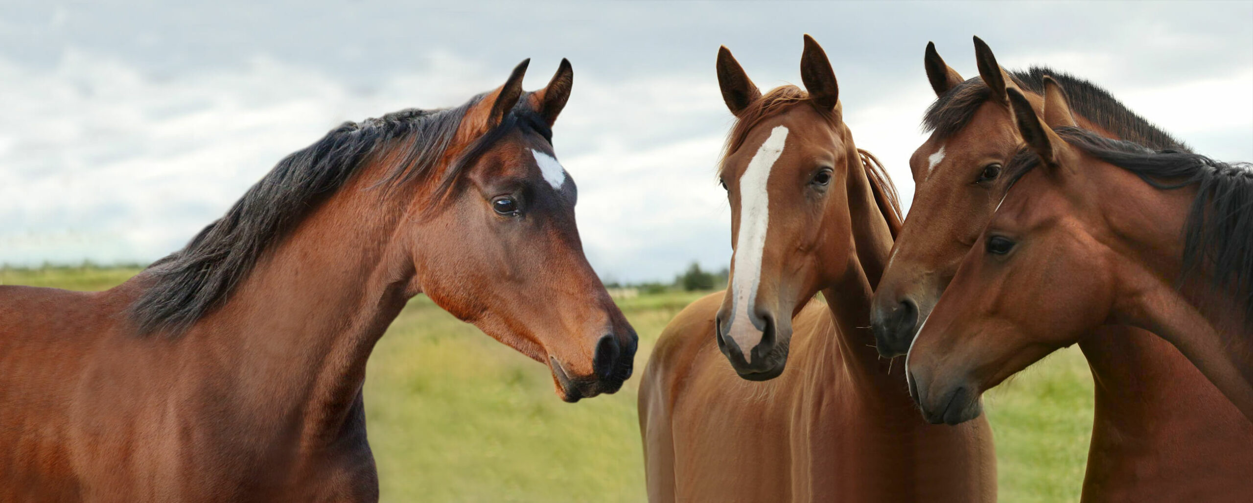 Equine Category Web - Bio-vet